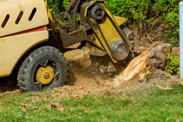 Professional Tree Service in Inman, SC